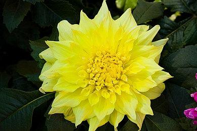 《拳皇15》DLC角色希尔薇·波拉·波拉性能介绍 明日上线